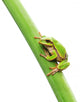 Frog Sitting Leaf Wall Decal