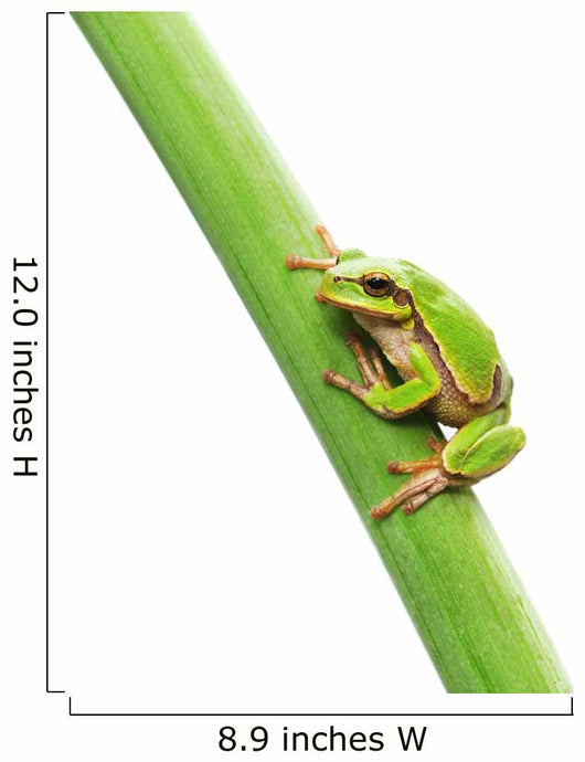 Frog Sitting Leaf Wall Decal