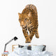 Jaguar Panthera Onca Wall Decal