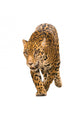 Jaguar Panthera Onca Wall Decal
