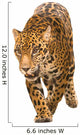 Jaguar Panthera Onca Wall Decal