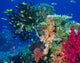 Soft Coral Reef Scene Wall Decal