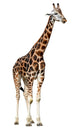 Giraffe White Wall Decal
