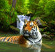 Siberian Tiger Water Wall Decal