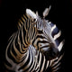 A Headshot Of A Burchell's Zebra Wall Decal 2