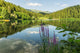 Black Lake Forest Wall Decal