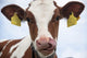 Swiss Cow Wall Decal