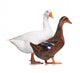 Duck And Goose Wall Decal