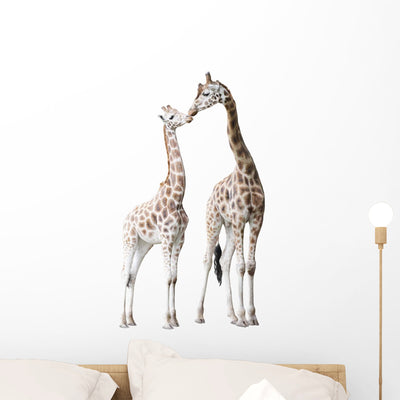 Two Nuzzling Giraffes Wall Decal shown on a wall