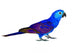 Beautiful Blue Parrot Wall Decal