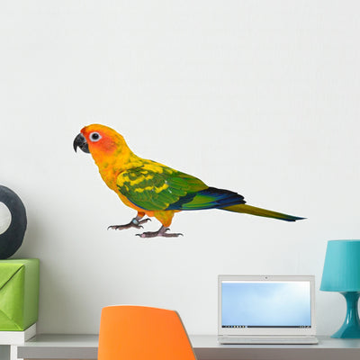 Sun Conure Parrot Bird Wall Decal shown on a wall