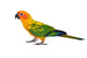 Sun Conure Parrot Bird Wall Decal