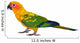 Sun Conure Parrot Bird Wall Decal
