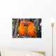 Sun Conure parrot bird Wall Mural