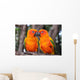 Sun Conure parrot bird Wall Mural