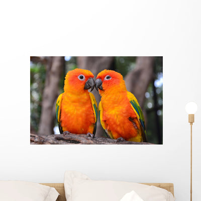 Sun Conure Parrot Bird Wall Decal shown on a wall