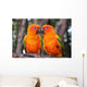 Sun Conure parrot bird Wall Mural