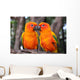 Sun Conure parrot bird Wall Mural