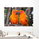 Sun Conure parrot bird Wall Mural