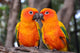 Sun Conure Parrot Bird Wall Decal