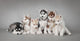 Siberian Husky Dog Puppy Wall Decal