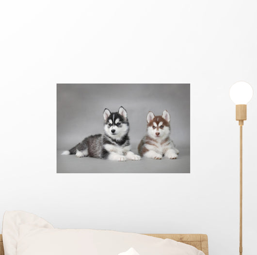 Siberian Husky dog puppies Wall Mural