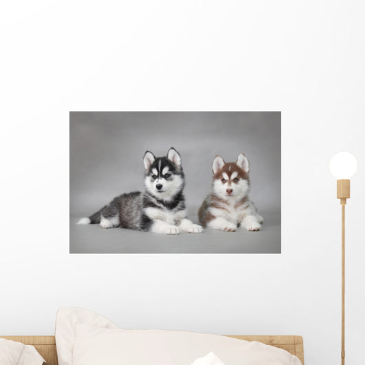 Siberian Husky dog puppies Wall Mural