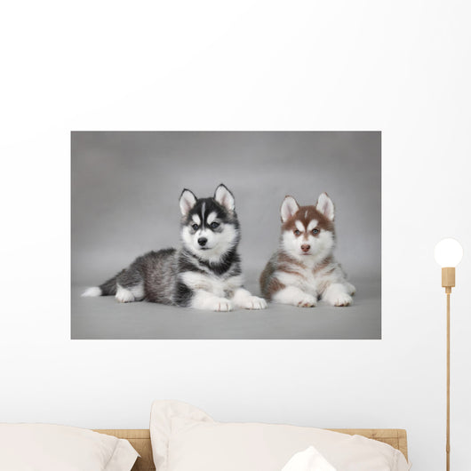 Siberian Husky dog puppies Wall Mural