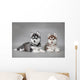 Siberian Husky dog puppies Wall Mural