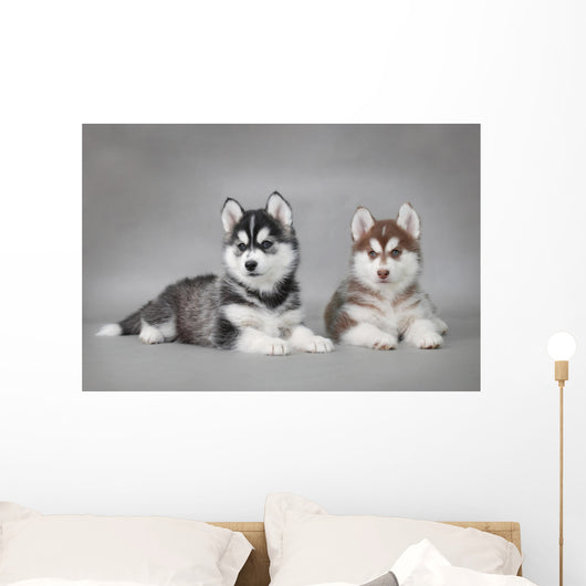 Siberian Husky dog puppies Wall Mural