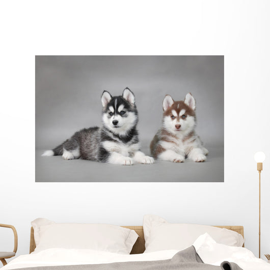 Siberian Husky dog puppies Wall Mural