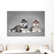 Siberian Husky dog puppies Wall Mural