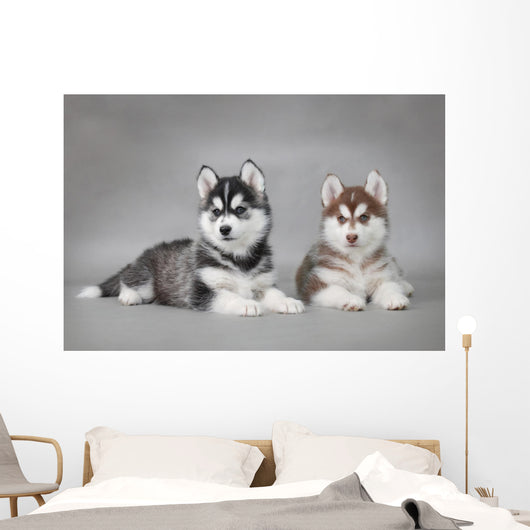 Siberian Husky dog puppies Wall Mural
