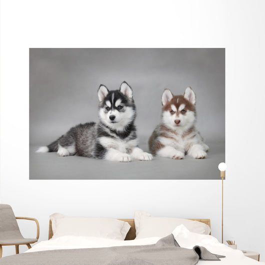 Siberian Husky dog puppies Wall Mural