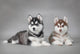 Siberian Husky Dog Puppies Wall Decal