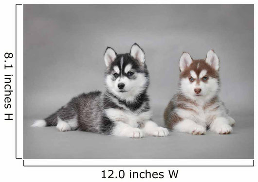 Siberian husky dog best sale puppy