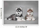 Siberian Husky dog puppies Wall Mural