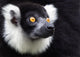 Black-and-white Ruffed Lemur Wall Decal