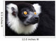 Black-and-white Ruffed Lemur Wall Decal