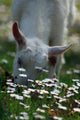 Daisies and Goat Grazing Wall Decal