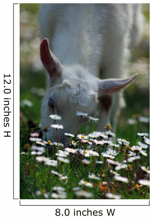 Daisies and Goat Grazing Wall Decal