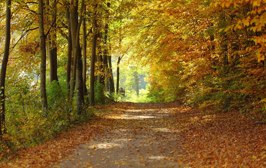 Landscape Path Autumnal Park Wall Decal