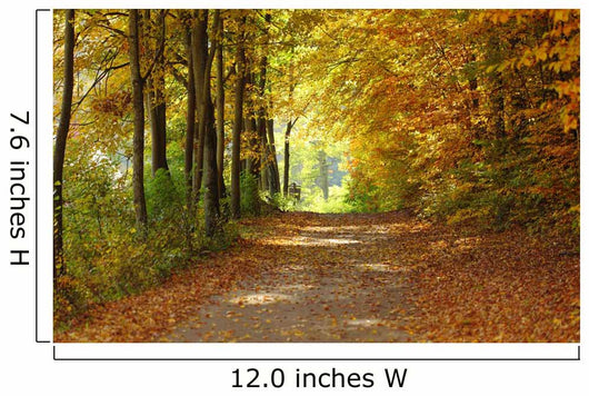 Landscape Path Autumnal Park Wall Decal