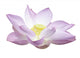 Lotus with Clipping Path Wall Decal