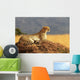 Cheetah on the Masai Mara in Africa Wall Mural