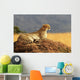 Cheetah on the Masai Mara in Africa Wall Mural