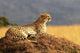 Cheetah On The Masai Mara In Africa Wall Decal