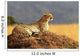 Cheetah on the Masai Mara in Africa Wall Mural