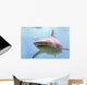 Australian Shark Wall Mural