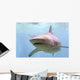 Australian Shark Wall Mural